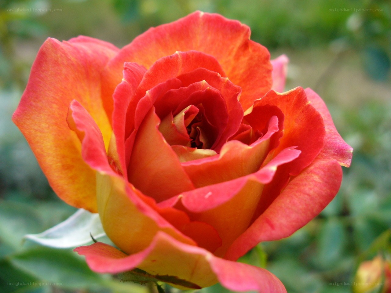 vibrant red and yellow rose