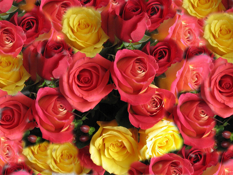 vibrant red and yellow roses