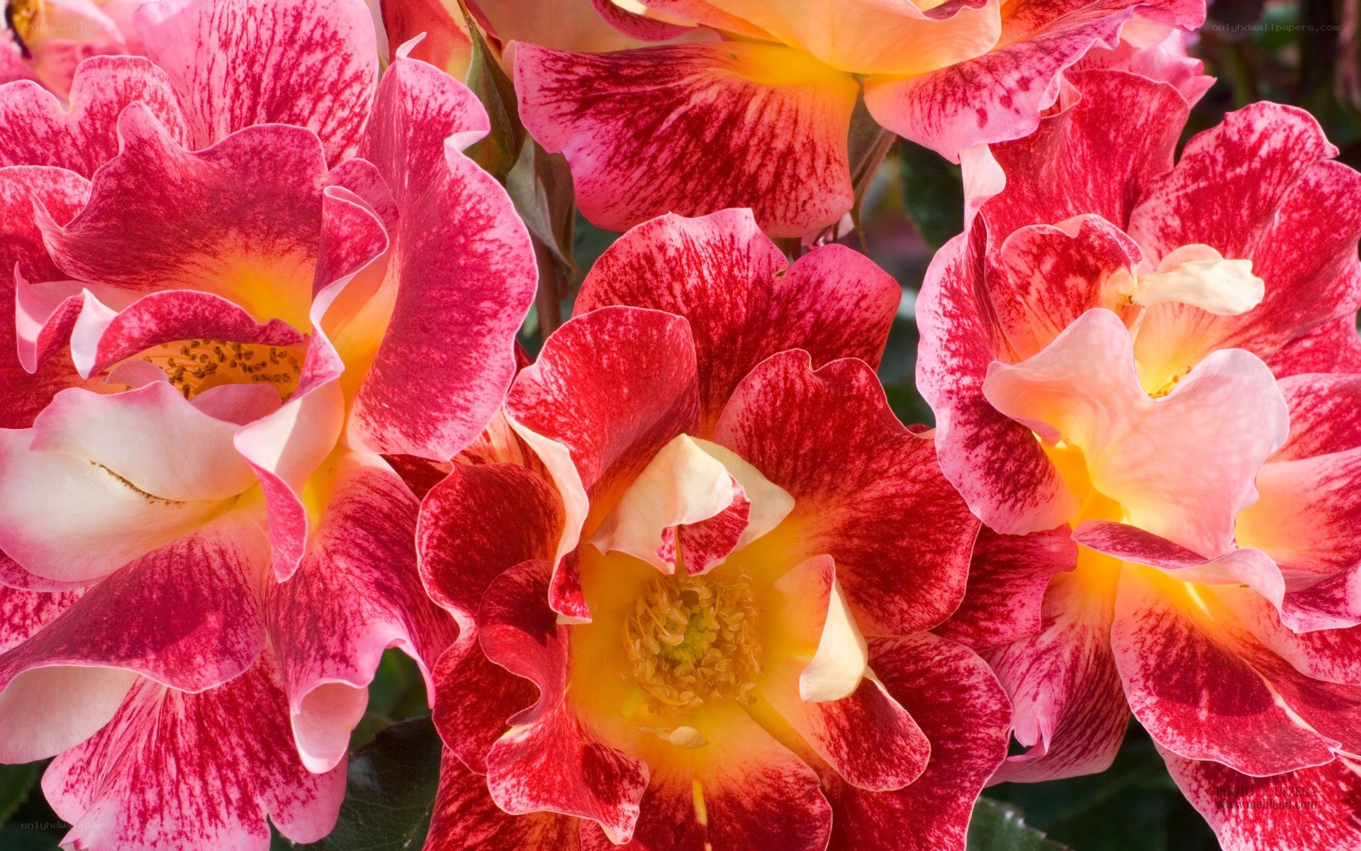 vibrant red and yellow roses