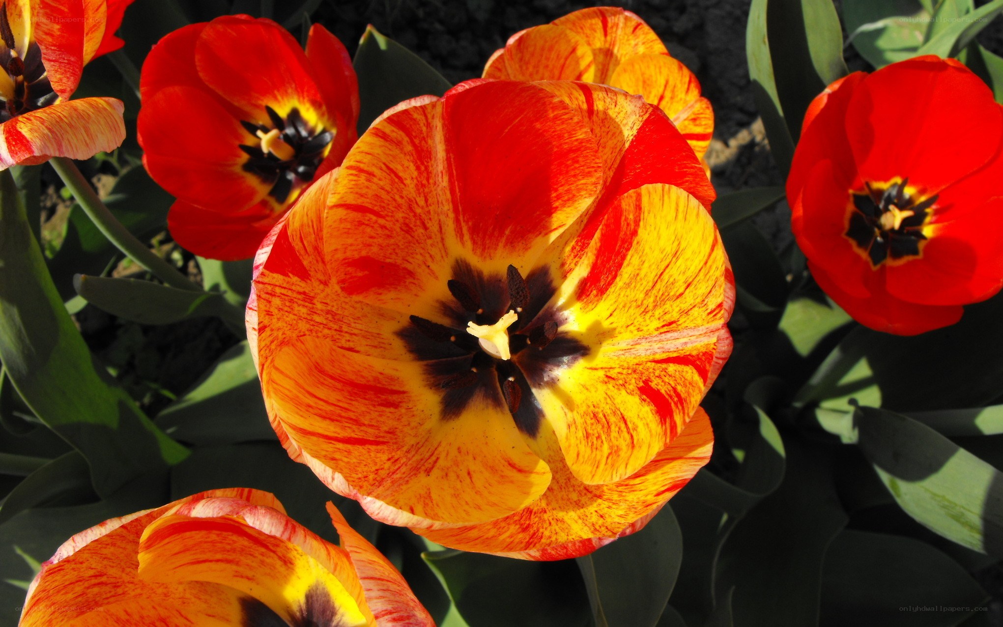 Vibrant red and yellow tulips