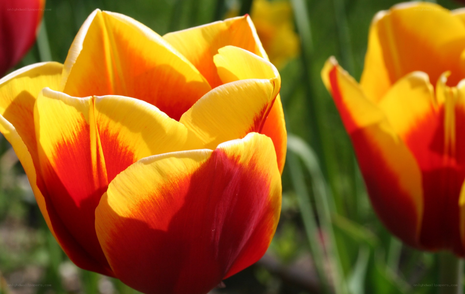 Vibrant red and yellow tulips