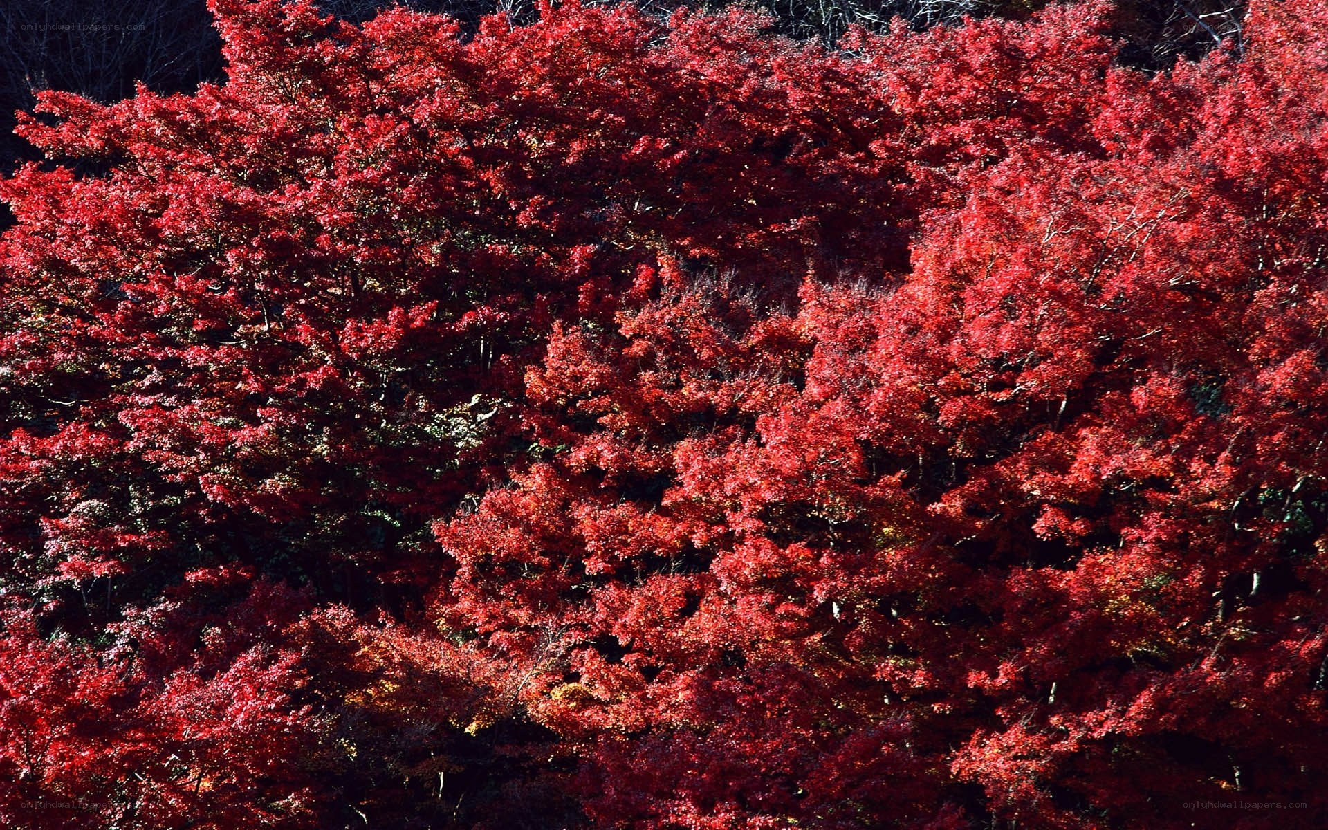 Vibrant red autumn foliage