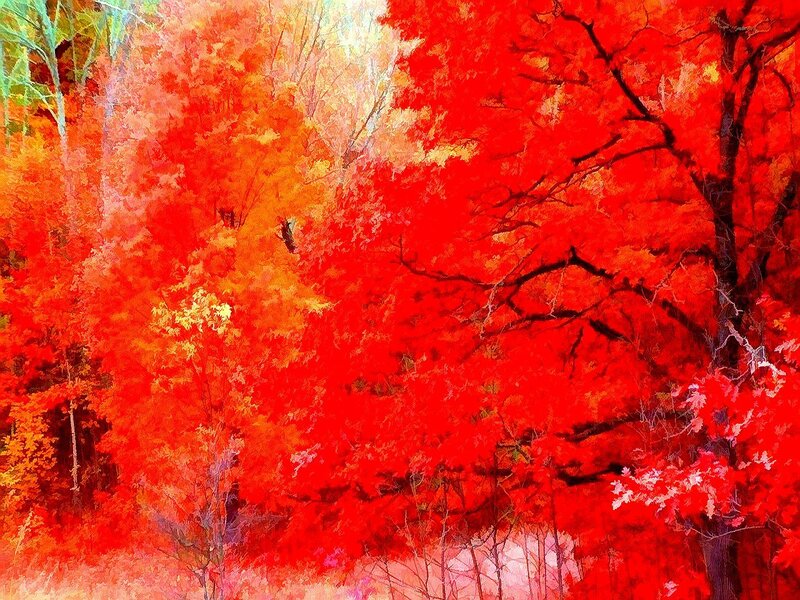 vibrant red autumn forest
