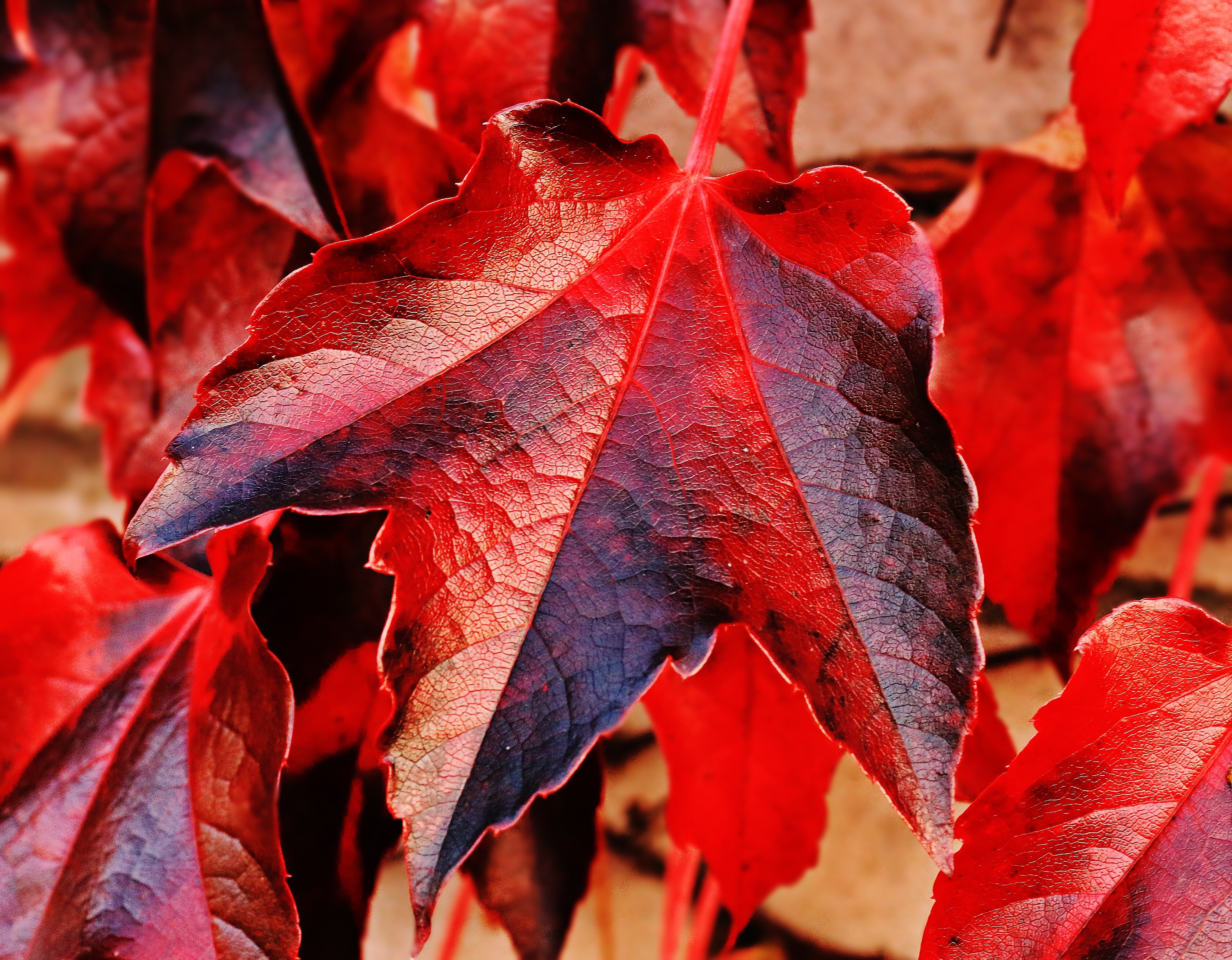Vibrant red autumn leaf