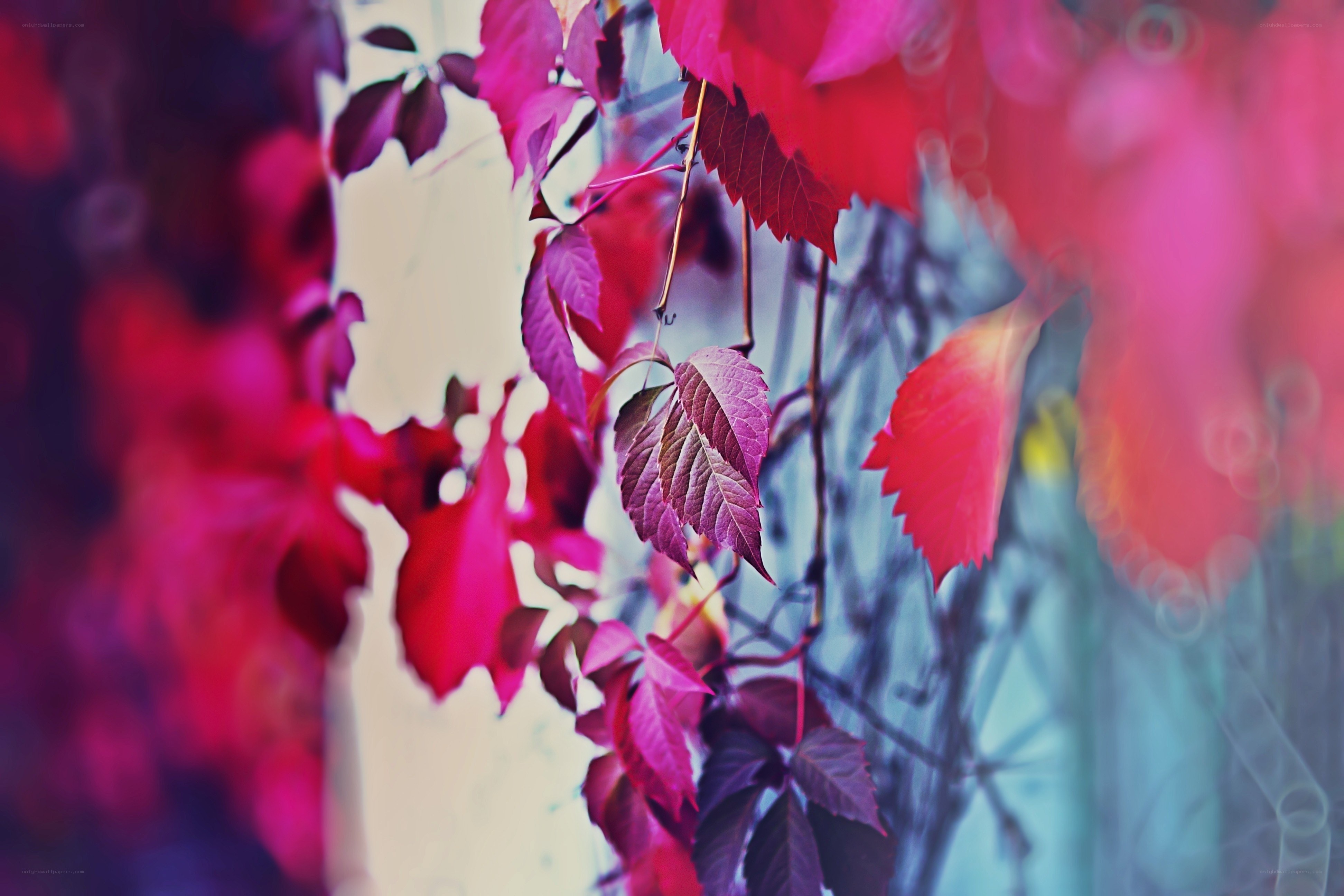 vibrant red autumn leaves