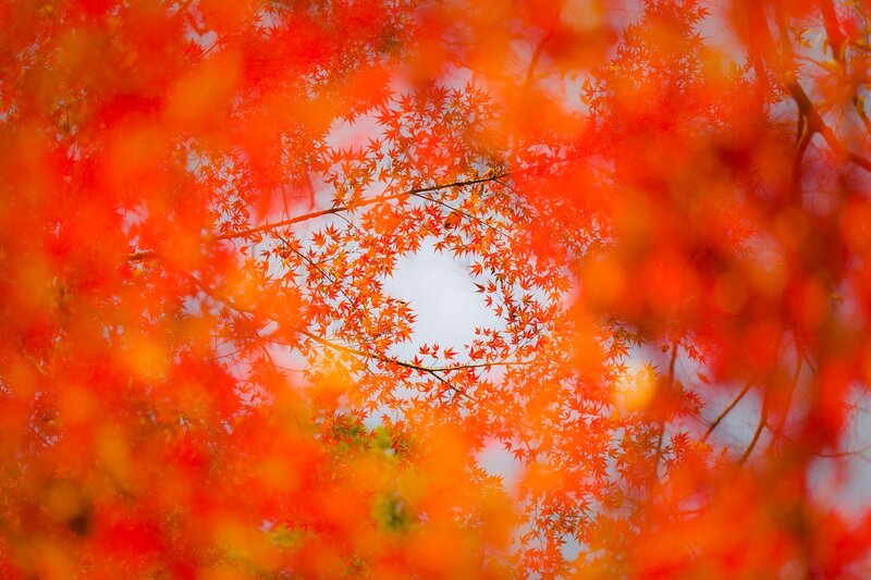 Vibrant red autumn leaves