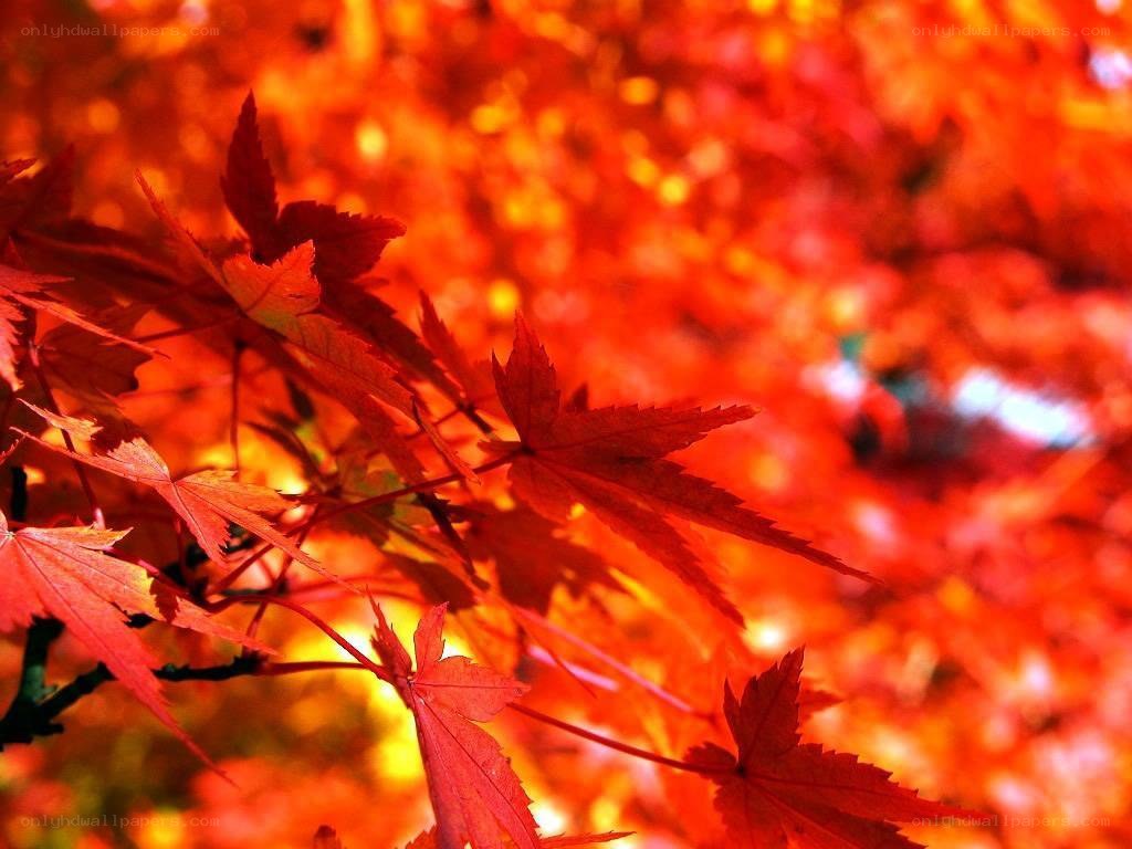 vibrant red autumn leaves