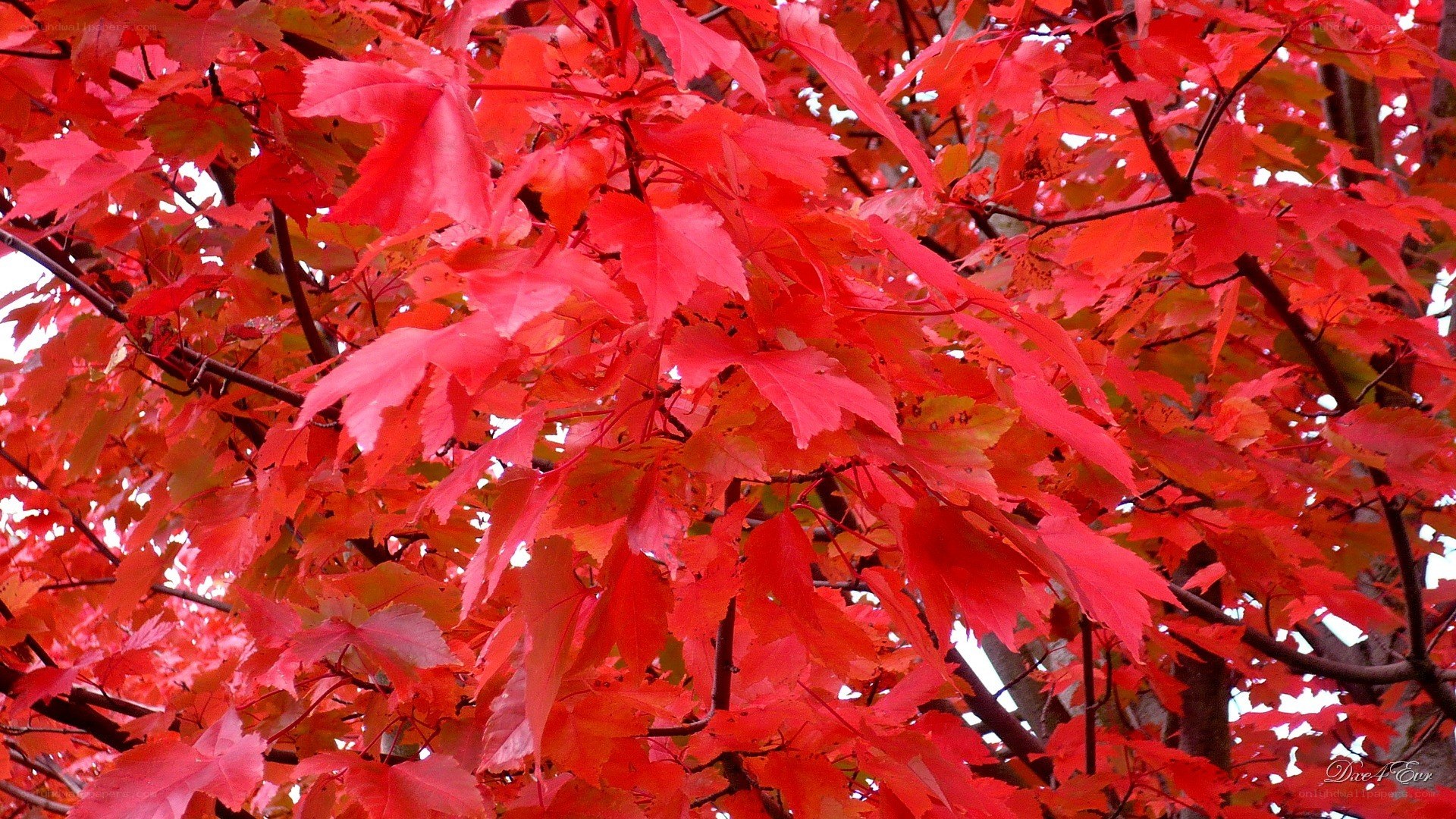 vibrant red autumn leaves