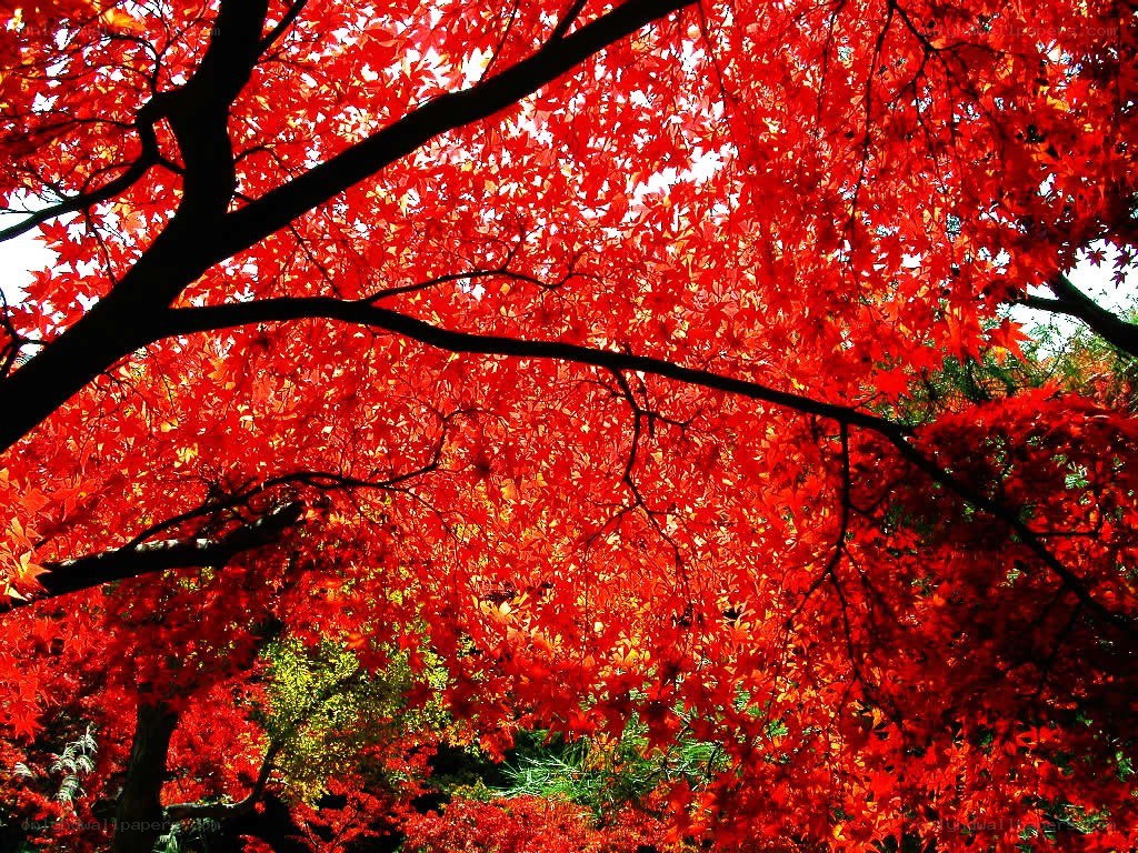 Vibrant red autumn leaves