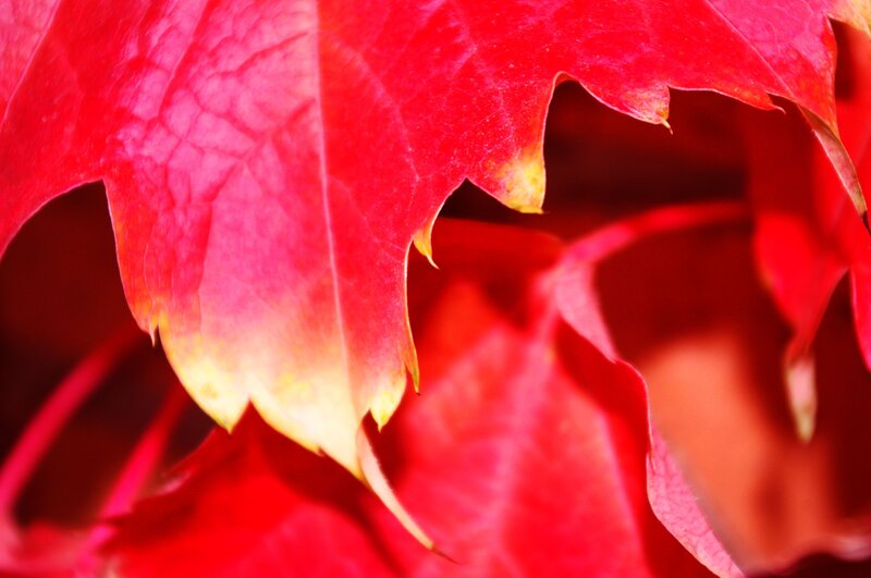 vibrant red autumn leaves