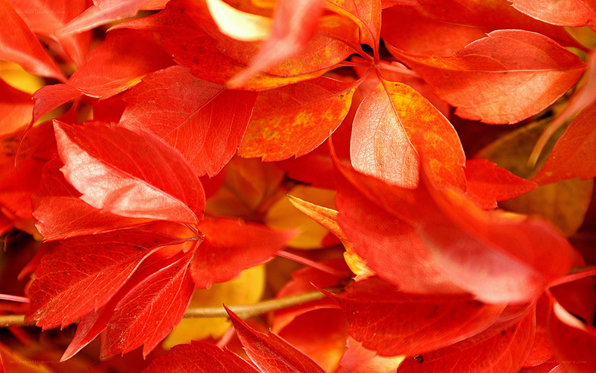 vibrant red autumn leaves