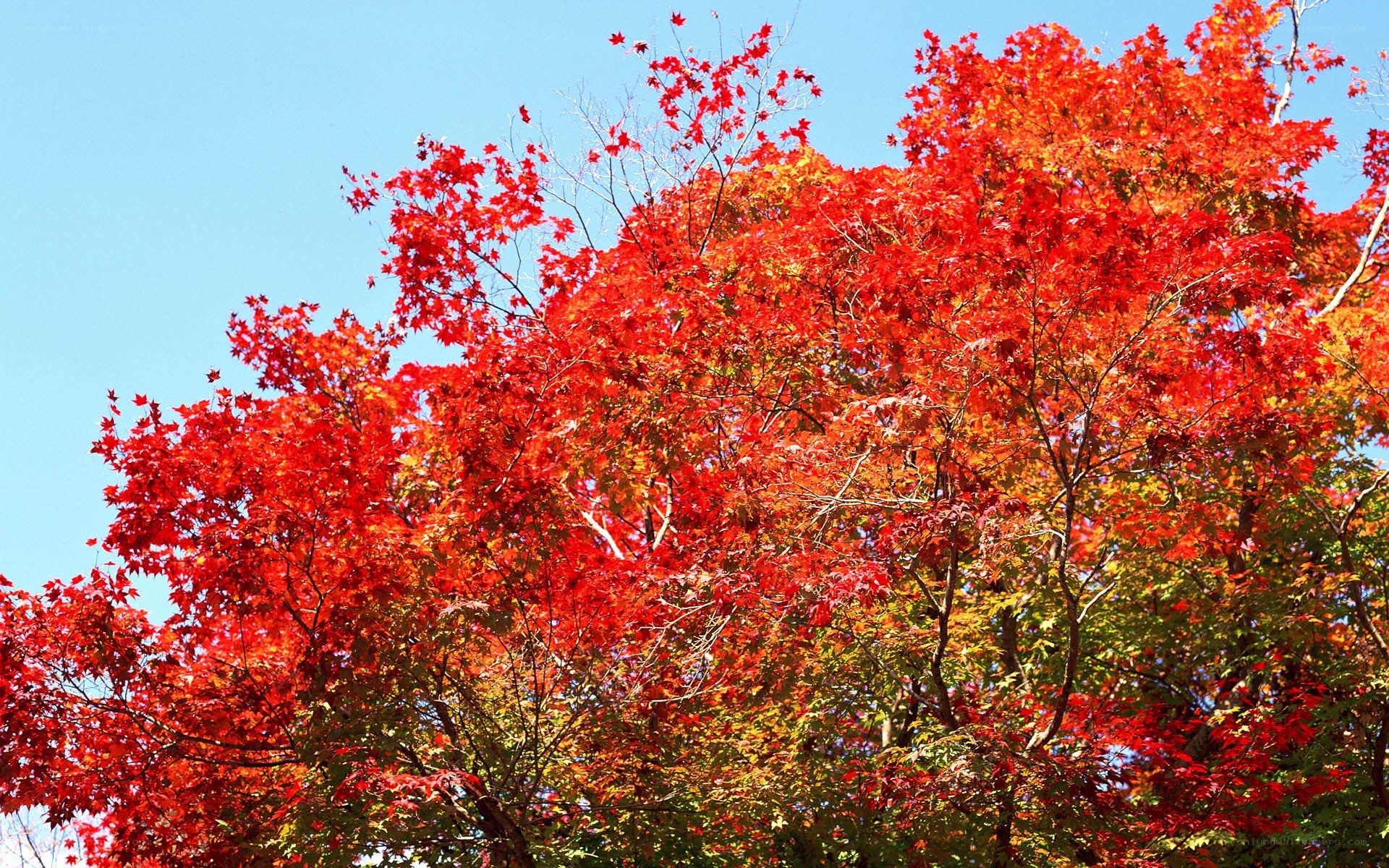 Vibrant red autumn leaves