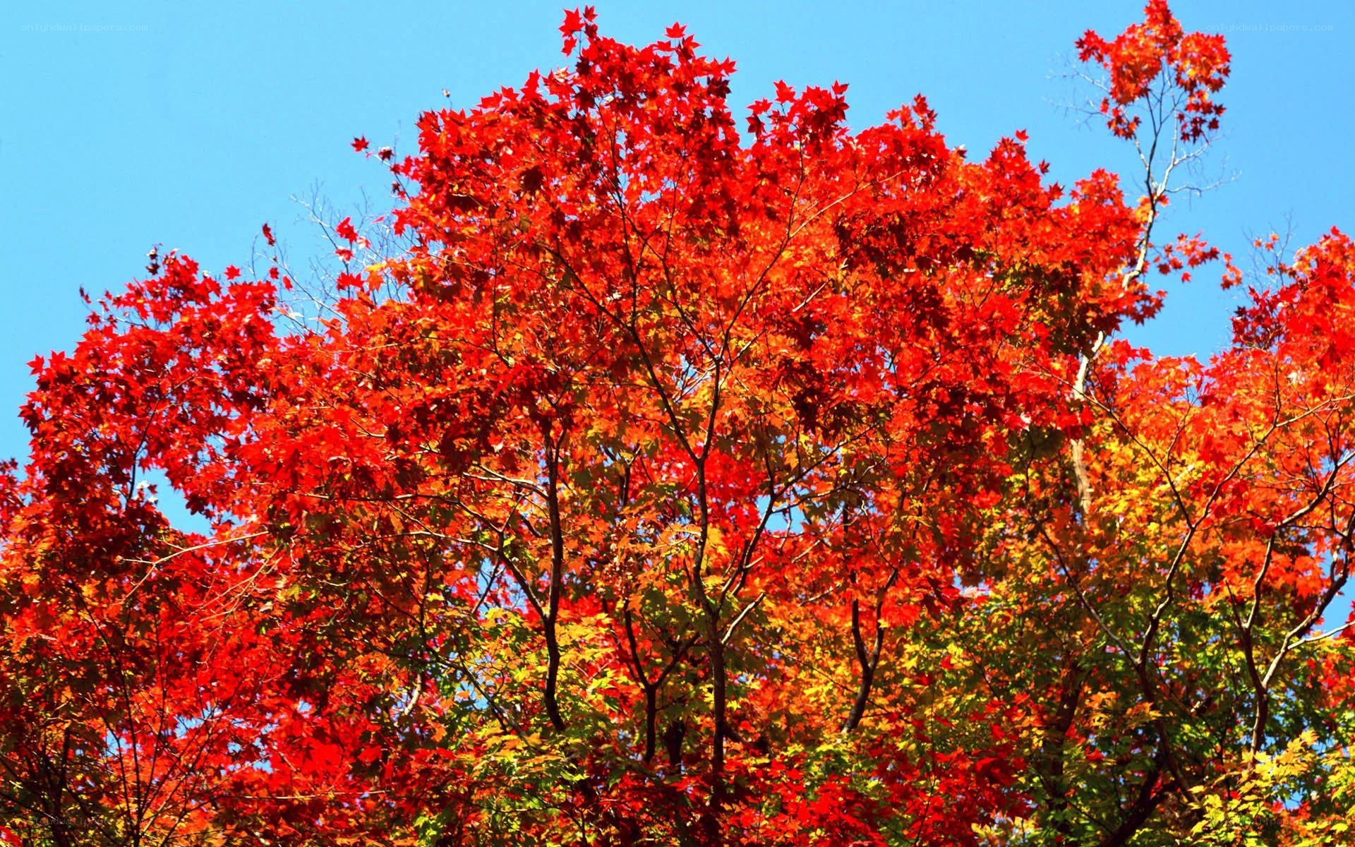 Vibrant red autumn leaves