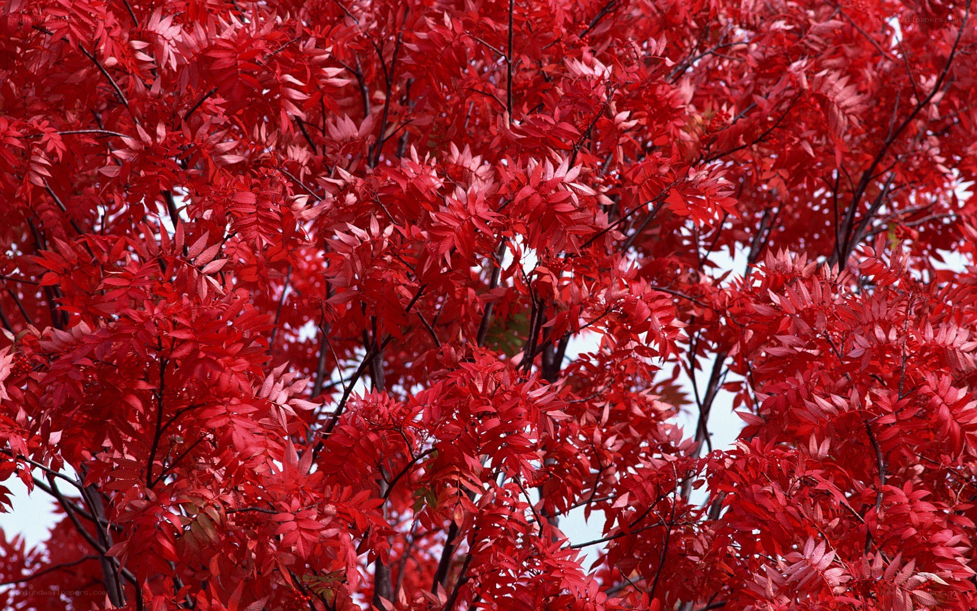 vibrant red autumn leaves