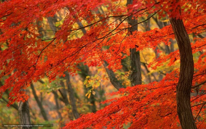 Vibrant red autumn leaves