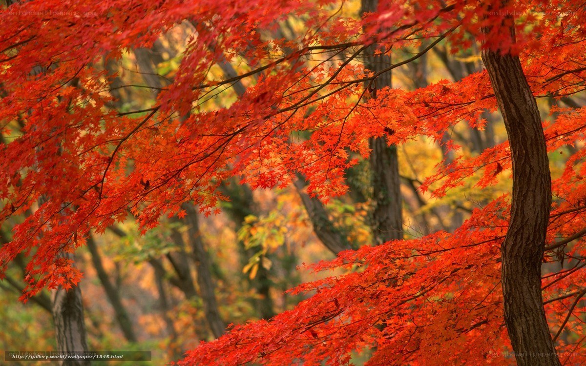 Vibrant red autumn leaves