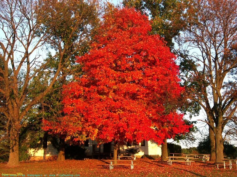 vibrant red autumn tree