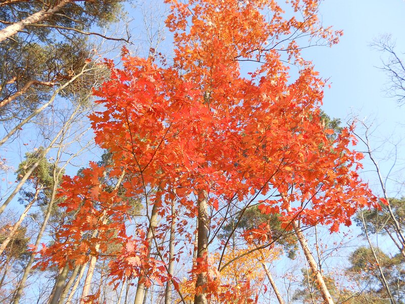 Vibrant red autumn tree