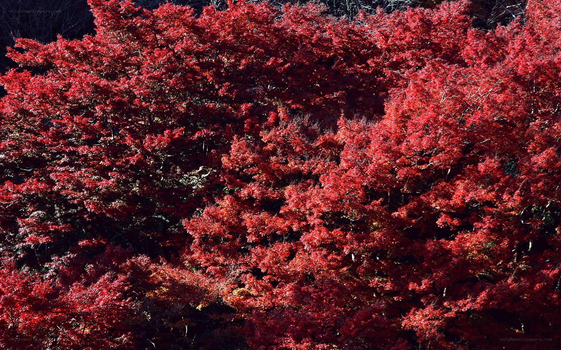 vibrant red autumn trees