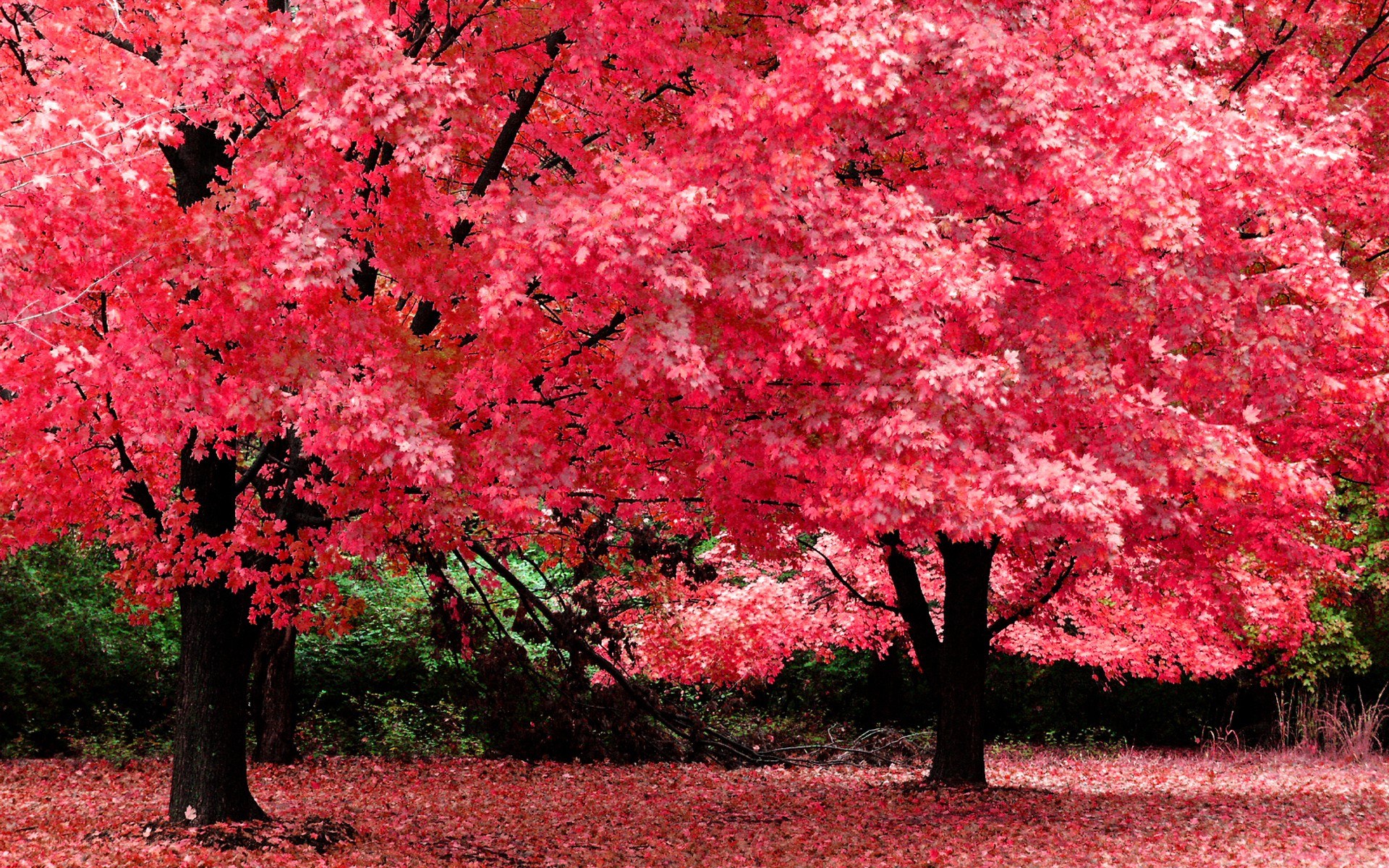 Vibrant red autumn trees
