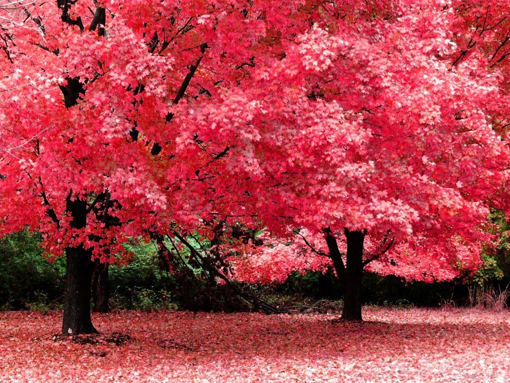 vibrant red autumn trees