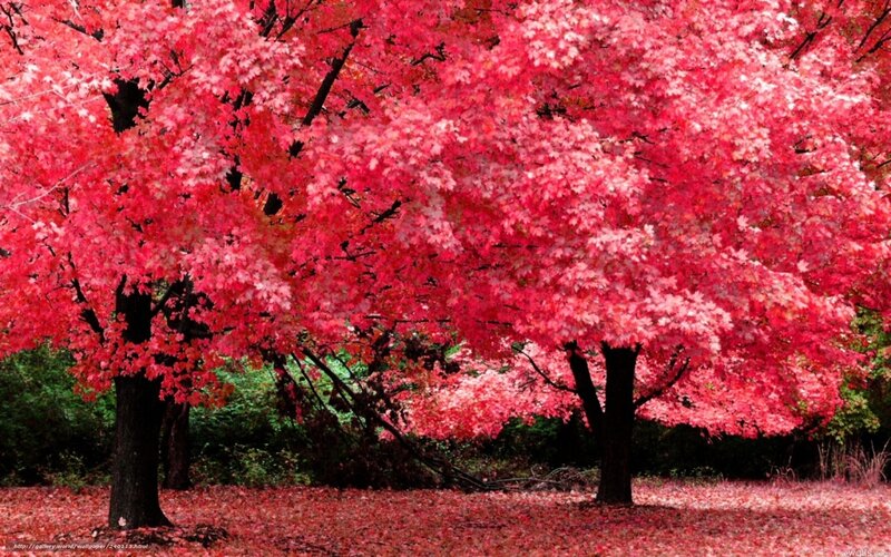 Vibrant red autumn trees