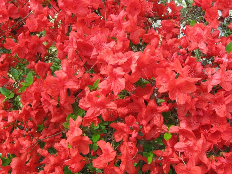 Vibrant red azalea blossoms