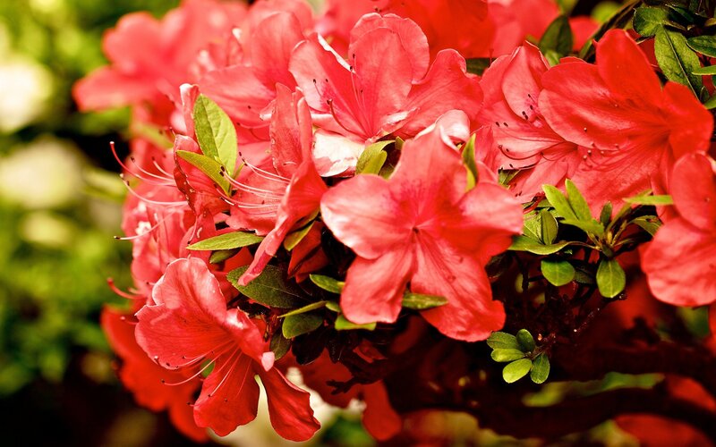 vibrant red azalea blossoms