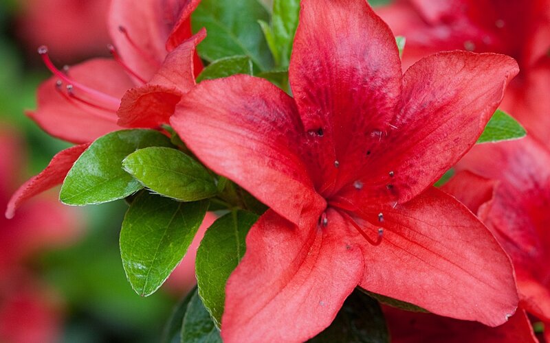 vibrant red azalea flower
