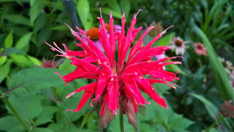 vibrant red bee balm flower