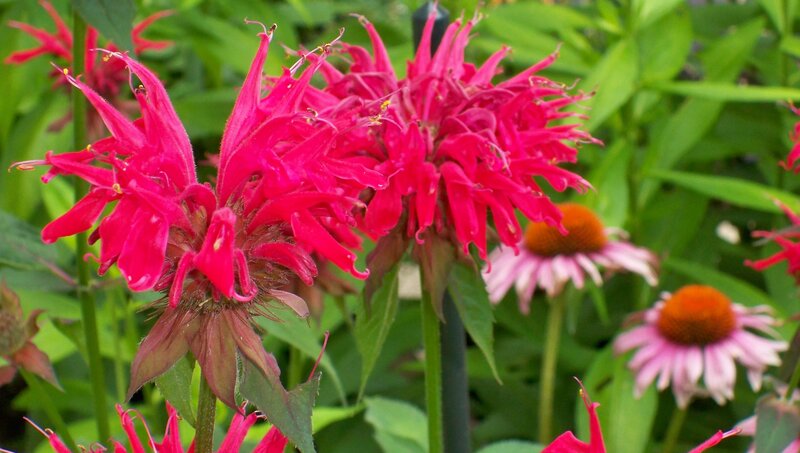 vibrant red bee balm flowers