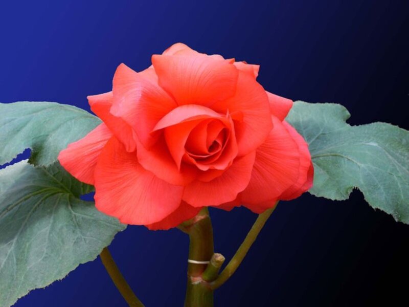 vibrant red begonia flower