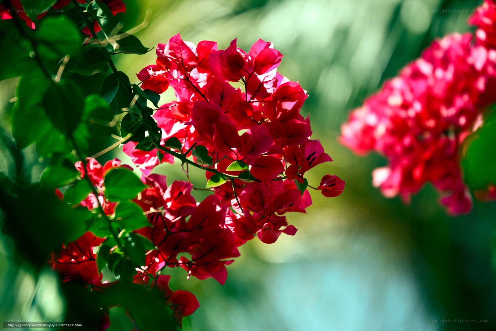 Vibrant red bougainvillea flowers
