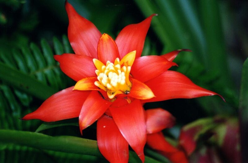 vibrant red bromeliad flower