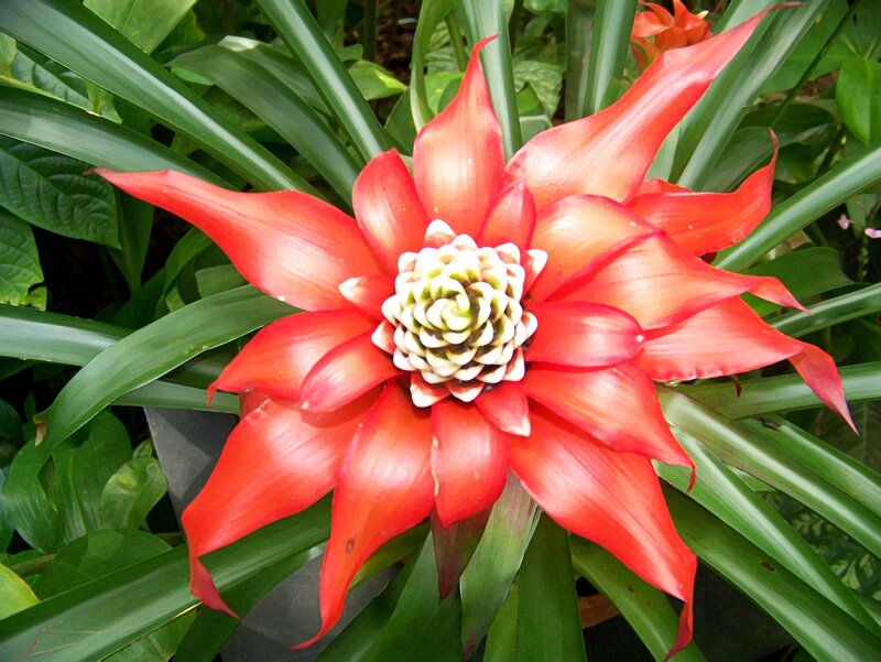 vibrant red bromeliad flower