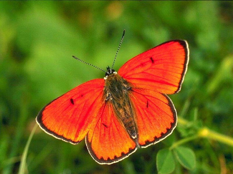vibrant red butterfly