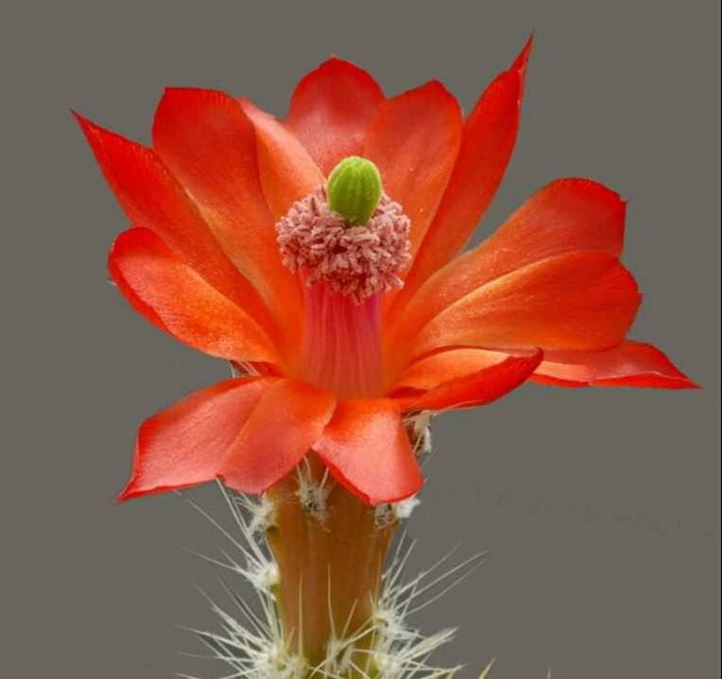vibrant red cactus flower