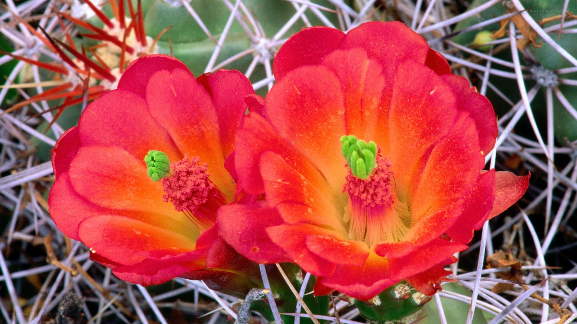 Vibrant red cactus flowers