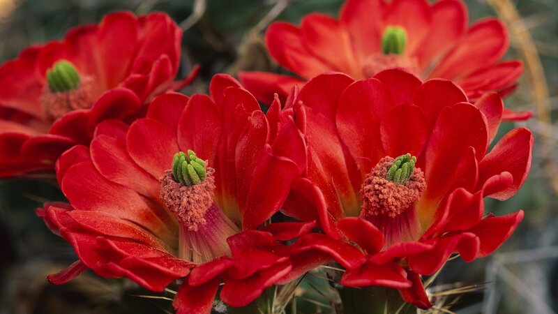 vibrant red cactus flowers