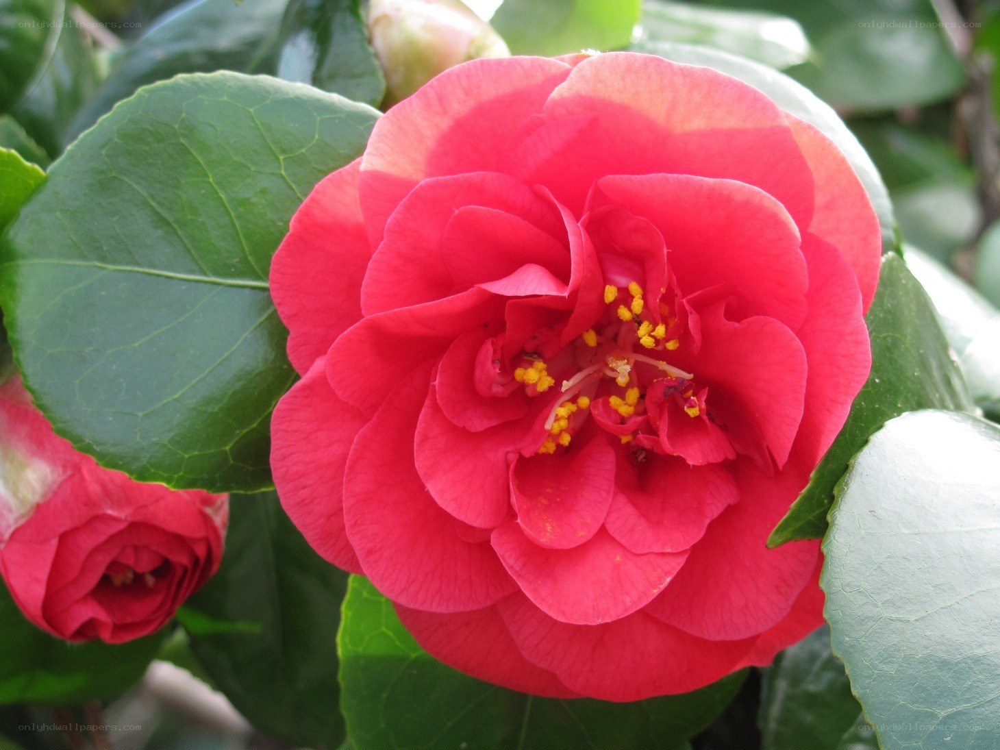 vibrant red camellia flower