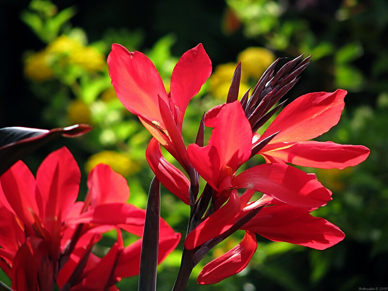 Vibrant red canna lilies in bloom