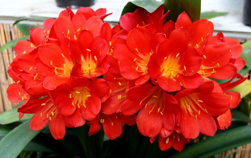 vibrant red clivia flowers