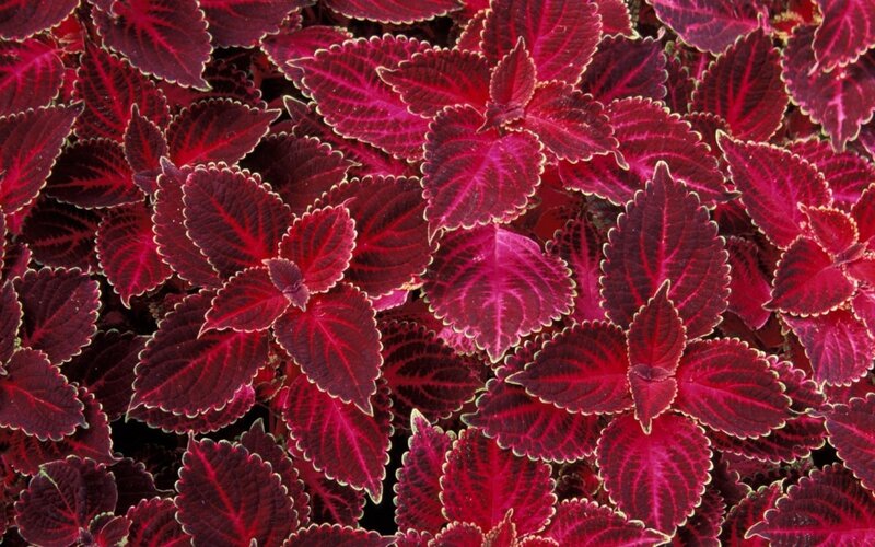 vibrant red coleus leaves