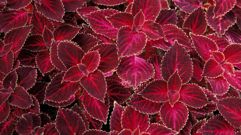 vibrant red coleus leaves