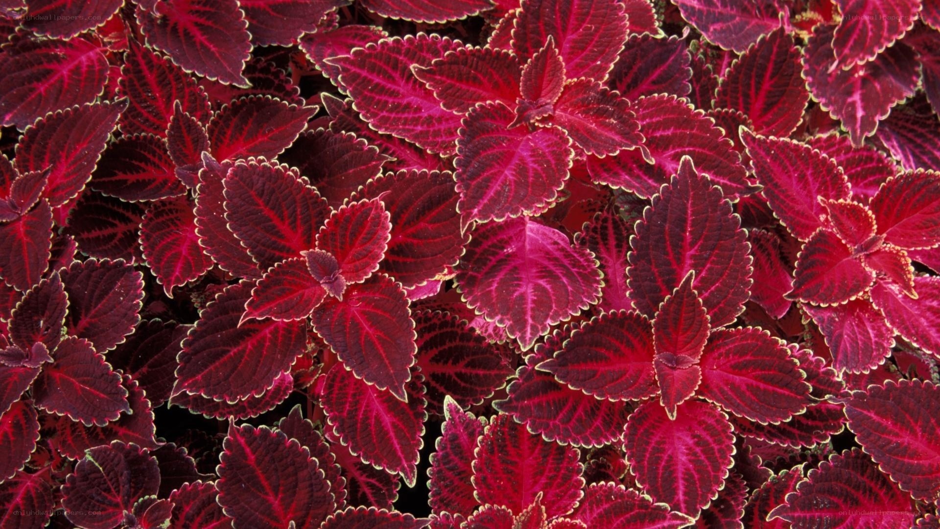 vibrant red coleus leaves