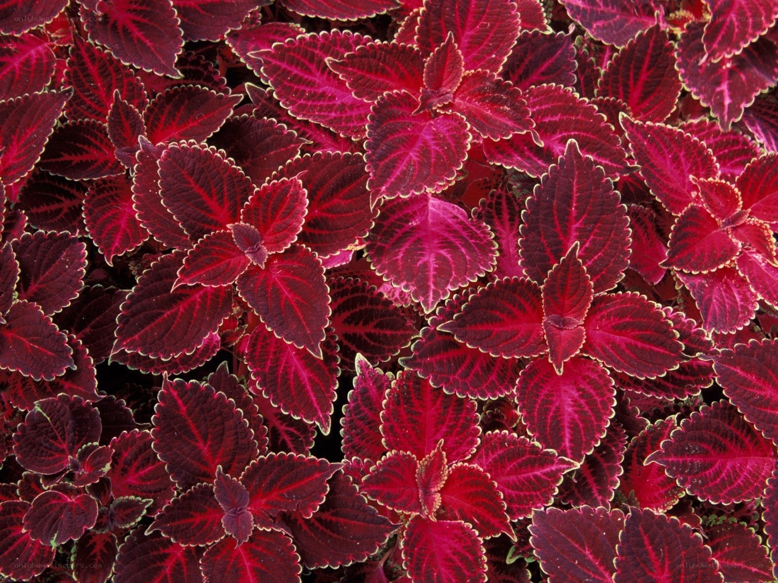 vibrant red coleus leaves