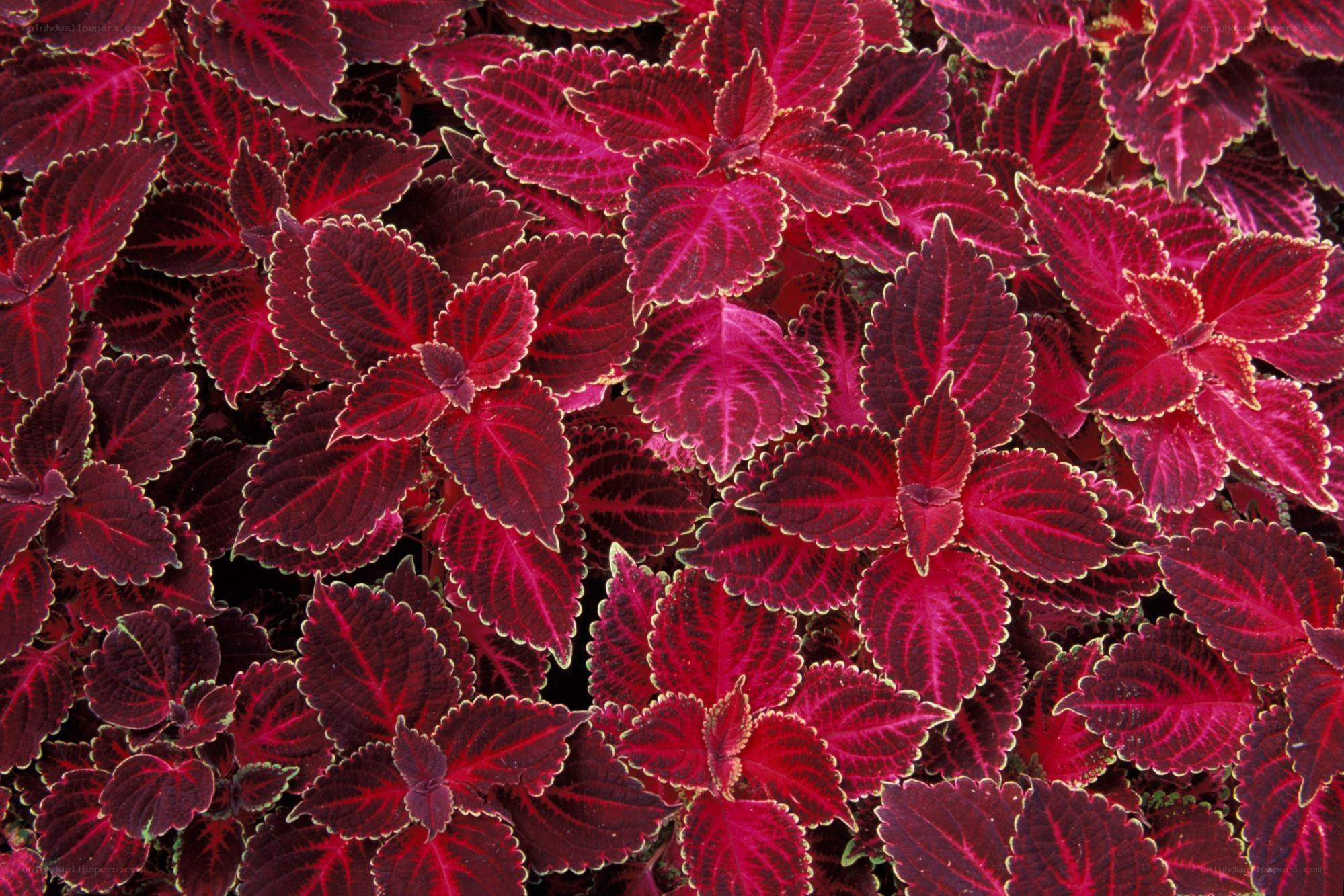 vibrant red coleus leaves