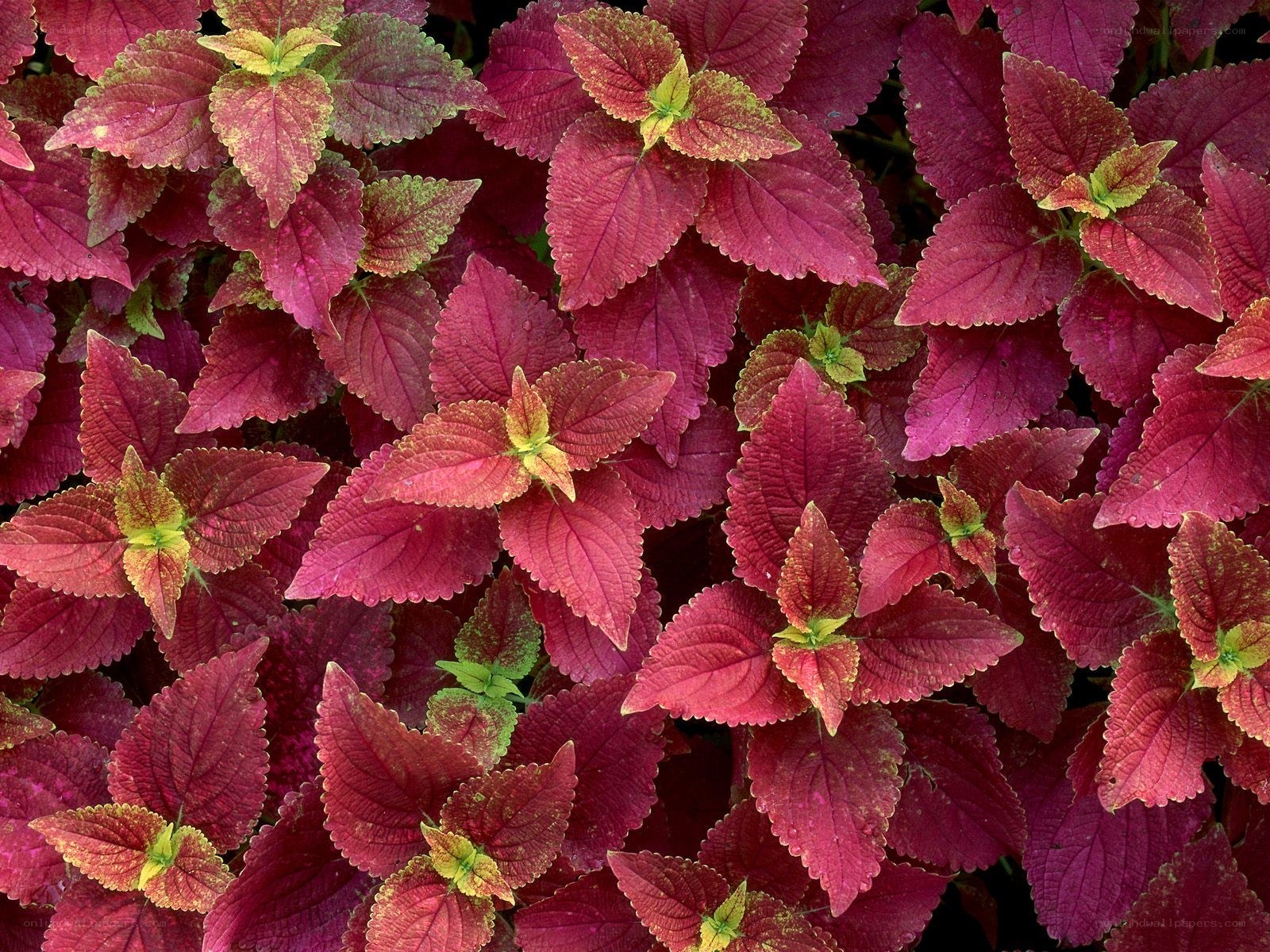 vibrant red coleus leaves