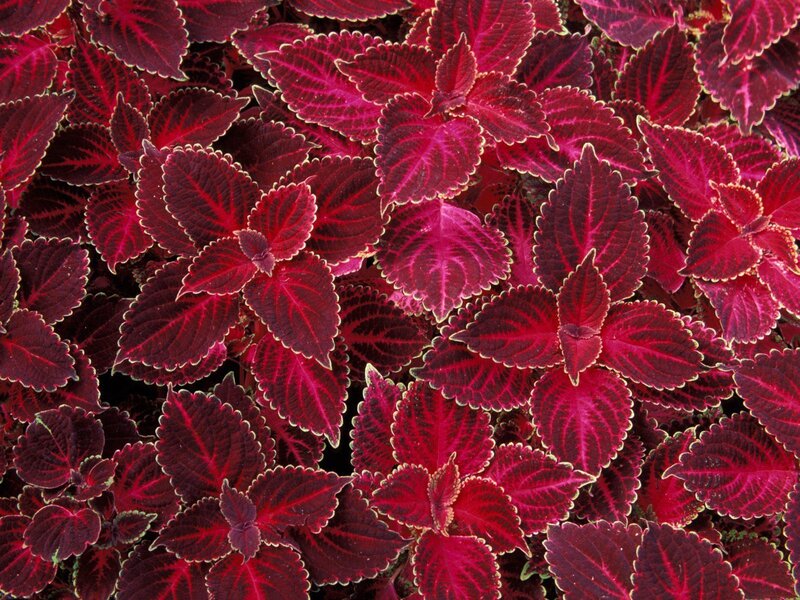 vibrant red coleus leaves