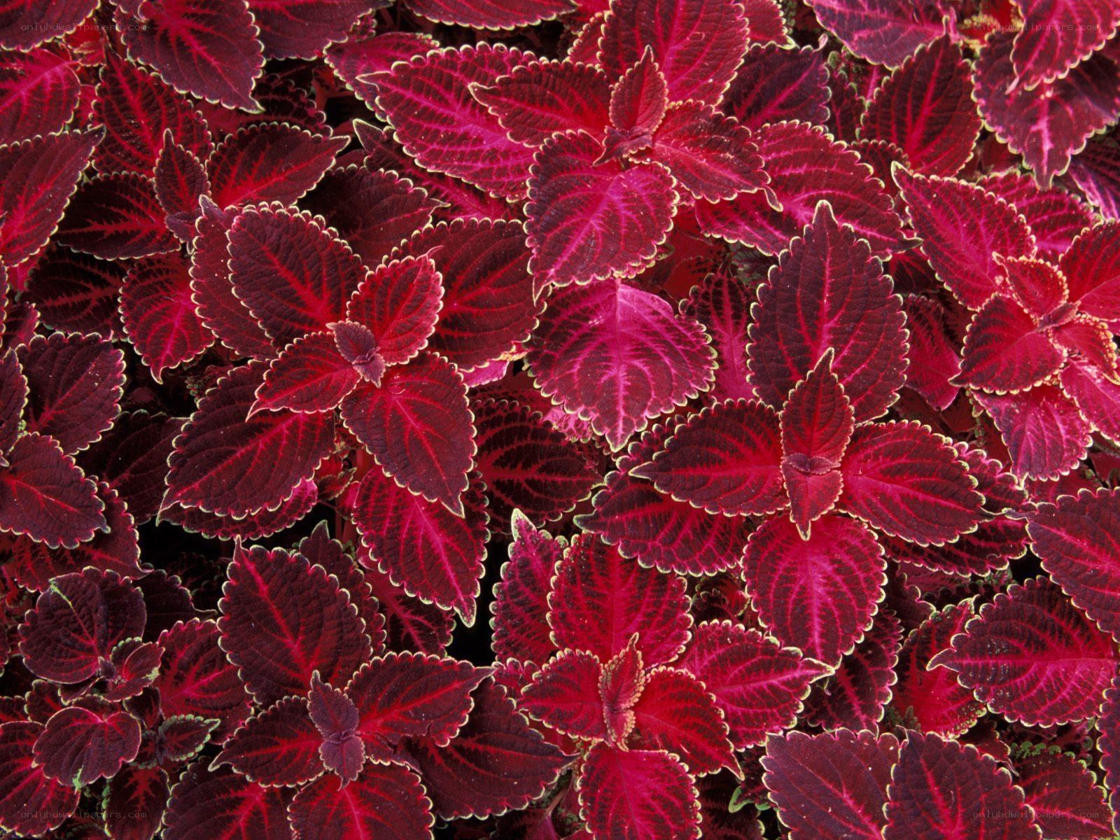 vibrant red coleus leaves